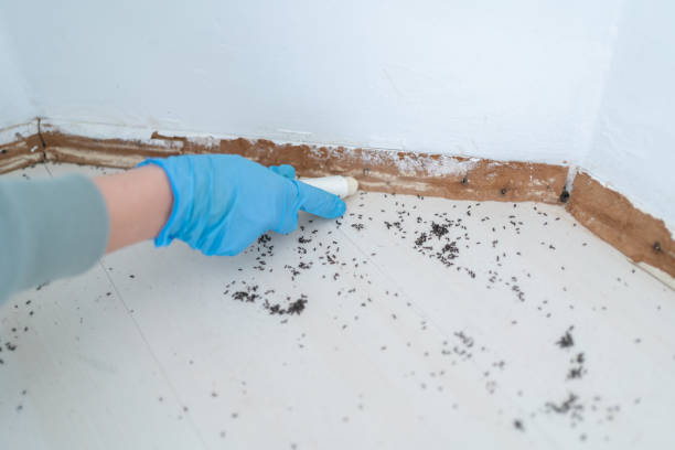 Reliable Sunriver, OR Pest Control Solutions
